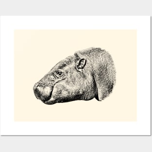 Pygmy hippopotamus Posters and Art